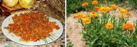 In appearance, calendula resembles a chamomile, but it is distinguished by a bright orange or yellow color. This flower is annual, so if you don't harvest the seeds in time, they will be scattered throughout the site. The next year, flowers will sprout chaotically throughout the garden.