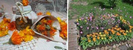 While calendula has many benefits, keep in mind that it can self-propagate and fill most of the plot. Collect calendula seeds in time to sow it wherever you like.