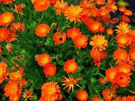 Calendula: Grow from seed when to plant. Advice