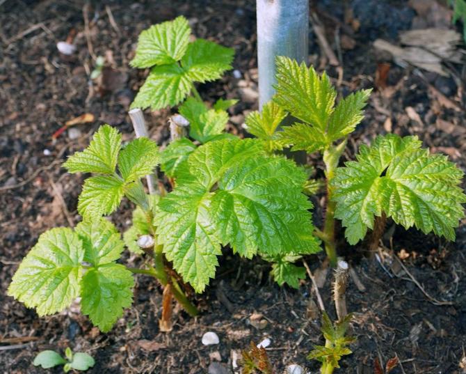 Raspberries love to grow in porous, lightweight and moist areas of land.