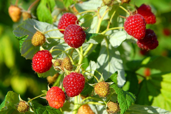 Growing raspberries: planting, care, feeding