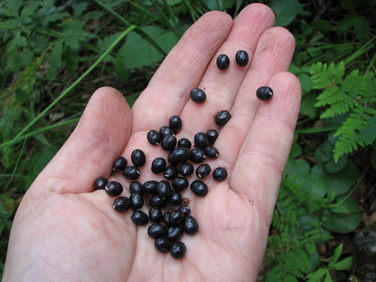 Peony seeds features