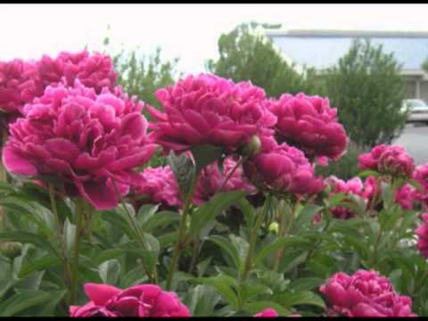 It is quite possible to grow a peony from seeds.