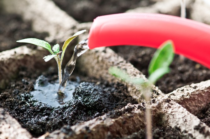Tomatoes are a plant that is resistant to temperature drop and drought. These crops require moderate watering.