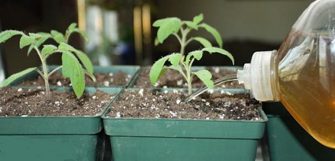 Top dressing of tomato seedlings