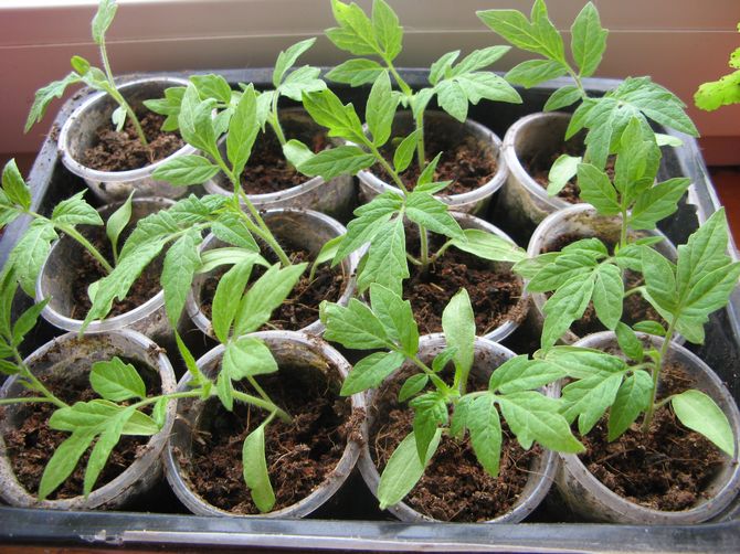 Hardening of tomato seedlings is carried out at a temperature of at least 12 degrees Celsius.