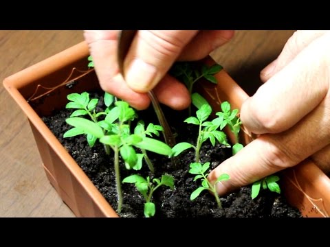 Seedlings of tomatoes: from seedlings to picking
