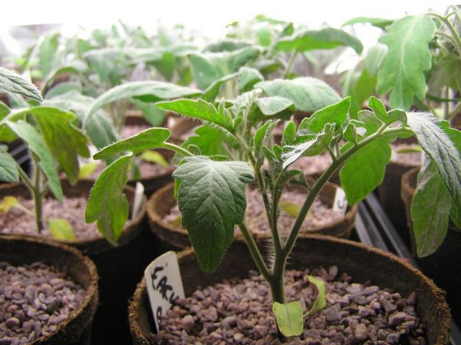 Growing tomato seedlings: sowing, picking, watering and feeding, hardening