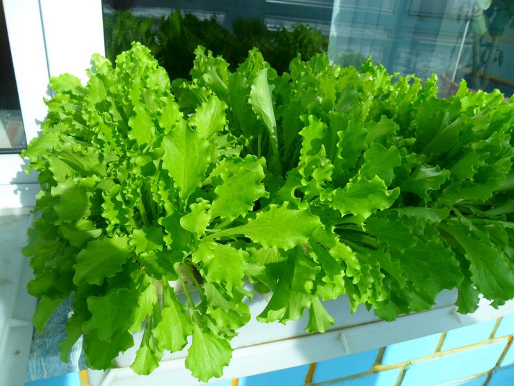 Hogyan termeszthetünk salátát otthon