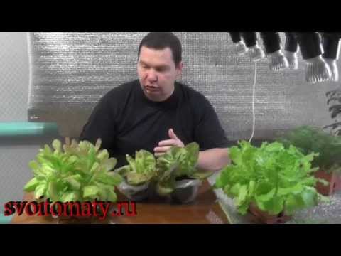 Hogyan termessünk salátát otthon