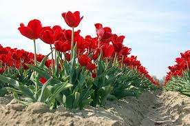 If you follow the cultivation technology, you can grow a good yield of tulips, for example, from a square