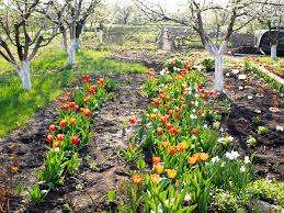 Everyone knows that the quality of the crop in general depends on the planting material, so you need to buy good tulip bulbs or, if you want, grow them yourself. To do this, the color of tulips is cut