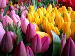 It is worth transferring the planting of tulips to the greenhouse 21 days before the time of flowering. In theory, they should grow to