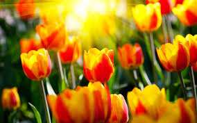 Growing tulips in a greenhouse