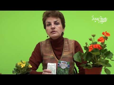 Hogyan termeszthetünk jó kaprot. Webhely