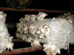 Przy uprawie grzybów początkujący będą musieli zadbać o swoje plony, aby osiągnąć dobre zbiory.