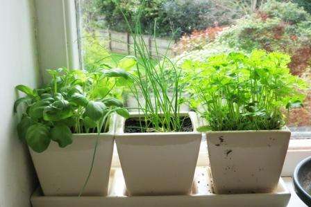 Как да отглеждаме зеленчуци у дома на перваза на прозореца