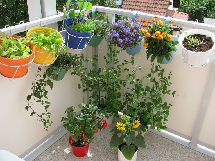 A legnépszerűbb hegymászó növények az erkélyen