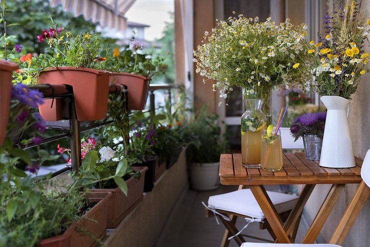 Hegymászó növények az erkélyre: gyorsan növekvő, évelő és egynyári virágok