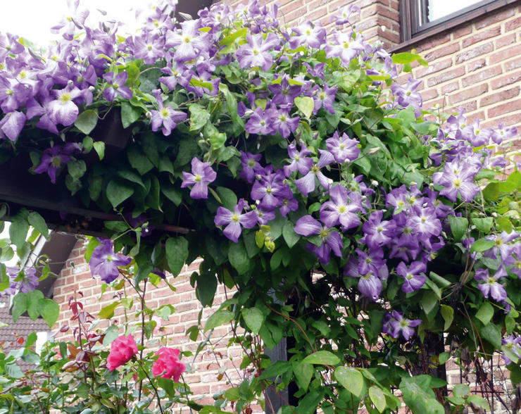 Popular climbing plants