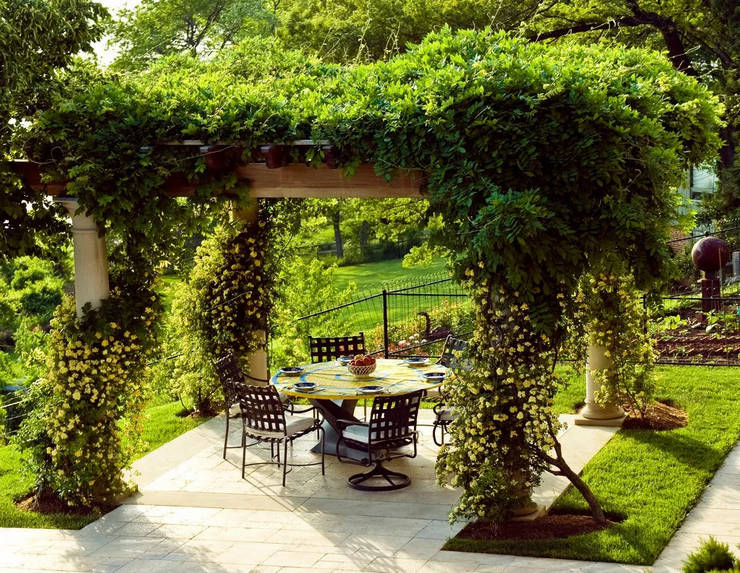 Climbing plants for the gazebo