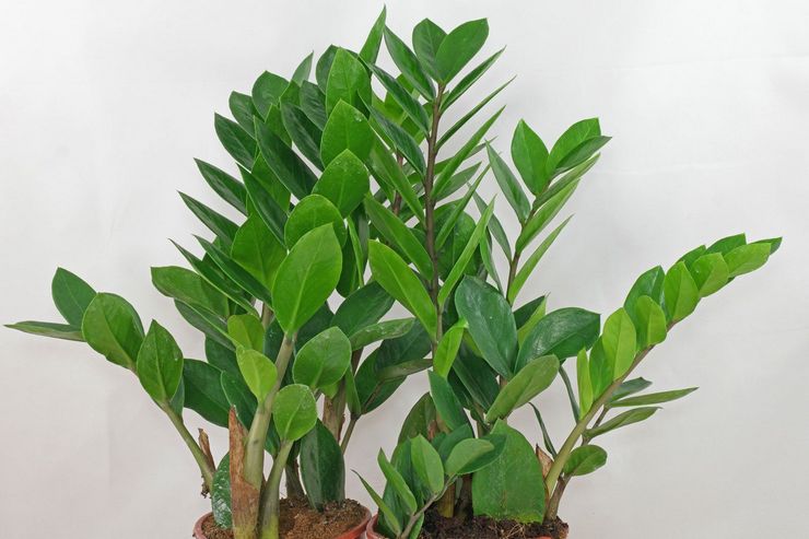 Zamioculcas zamielistny