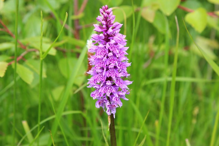 Описание на Orchis