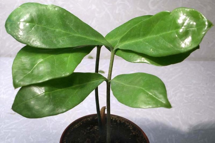 Zamioculcas lancetvormig