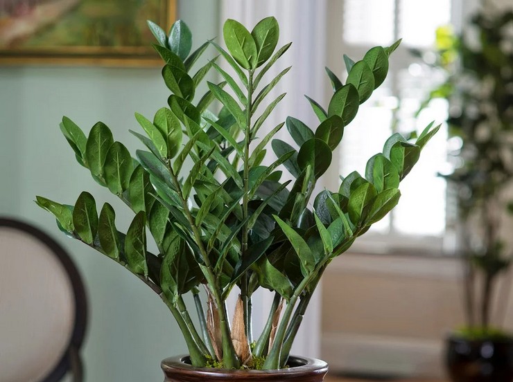 Zamioculcas (dollarboom)