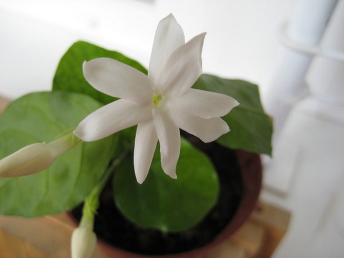 How to care for homemade jasmine?