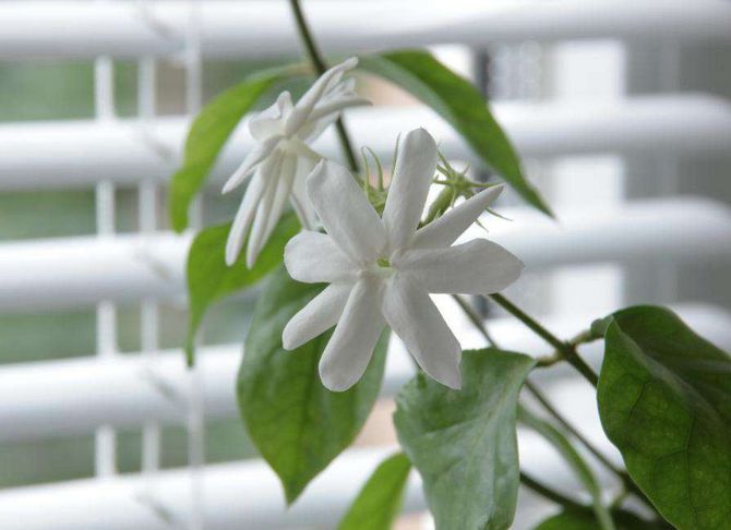Indoor jasmine. Home care. Transplant and reproduction
