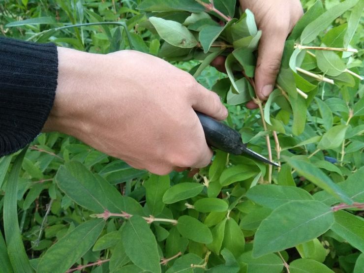 Voortplanting van kamperfoelie door stekken