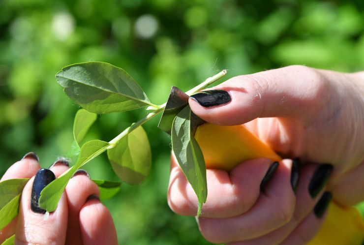 Groene stekken van kamperfoelie