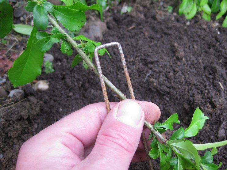 Voortplanting van kamperfoelie door gelaagdheid