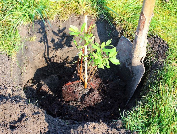 Kamperfoelie buiten planten